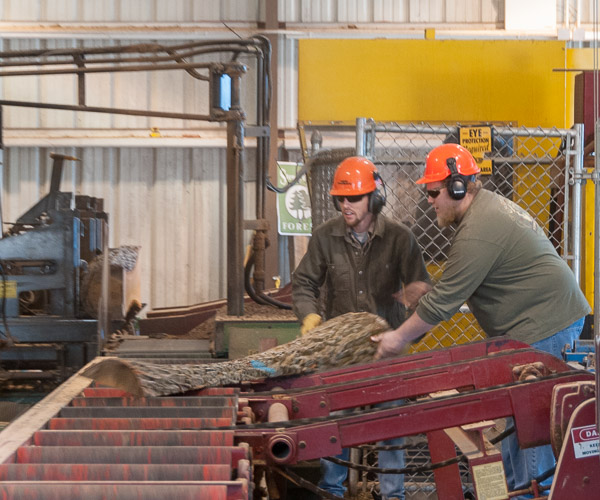 Forest technology students pull a slab of chestnut oak (also called rock oak) from the Earth Science Center’s sawmill. 