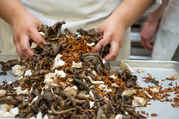 Raw ingredients in the kitchen: Chanterelle mushrooms are used in the first course to accompany sea scallops and truffles. 