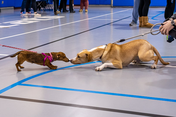 ... dropping to the proper level for a nose-to-nose assessment.