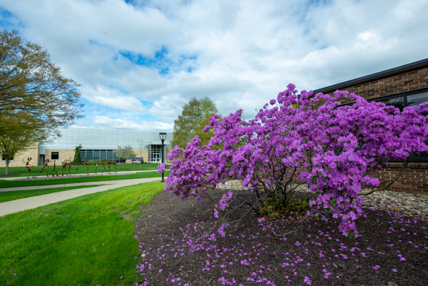 Even with their petals falling to the ground, the purple azaleas at the Thompson Professional Development Center offer a sumptuous eyeful for those strolling the campus mall (like the metal “Student Bodies” sculptures in the background).  