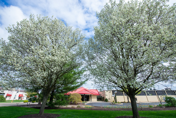 Le Jeune Chef Restaurant is dwarfed by Bradford pear trees while dainty daffodils line the curved driveway. 