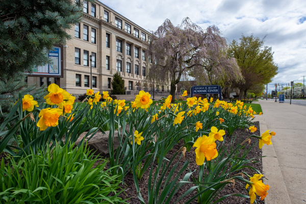 Delightful daffodils at the Klump Academic Center