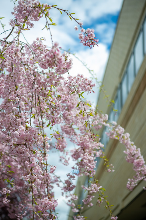 A weeping cherry outside the Breuder Advanced Technology & Health Sciences Center 