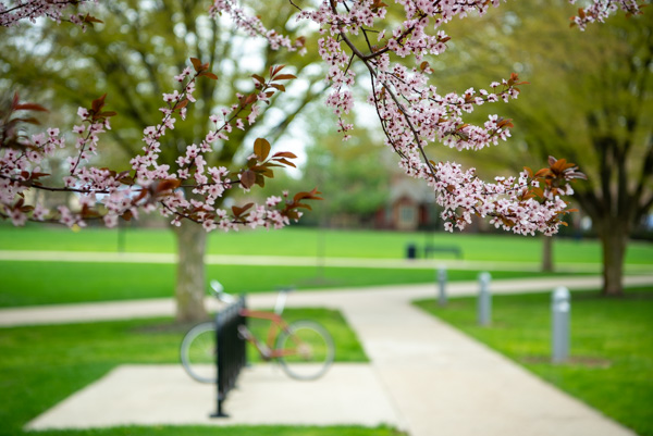 A cherry tree on the ATHS grounds frames a bike rack, whence a student's wheels will soon roll into Finals Week!