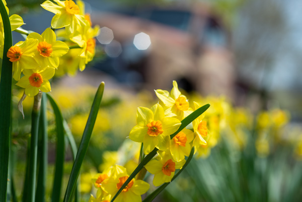 Daffodils dance with the Dodge – the unique water feature outside College Avenue Labs – as the truck's chrome and glass glimmer in the sun.