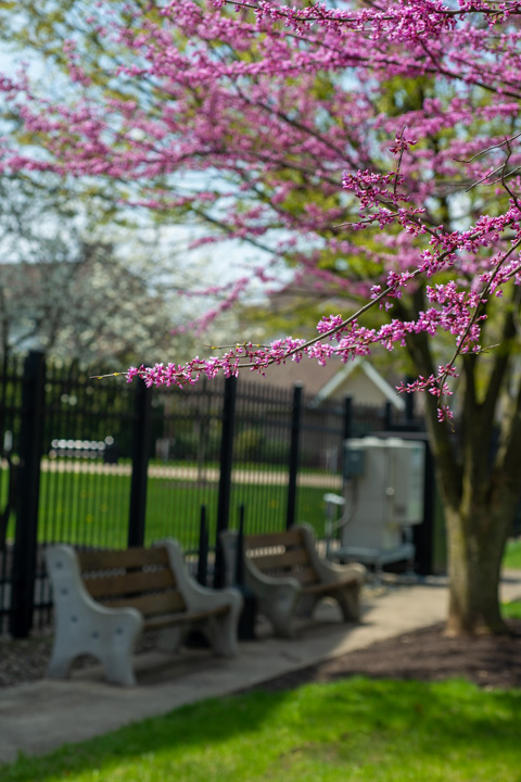 Eastern redbud branches point the way to respite on a campus bench near Rose Street Commons. 