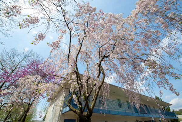 This weeping cherry in front of Penn College Police headquarters attractively satisfies one's wanderlust, its cascade of blooms evoking the southern climes of Charleston or New Orleans.