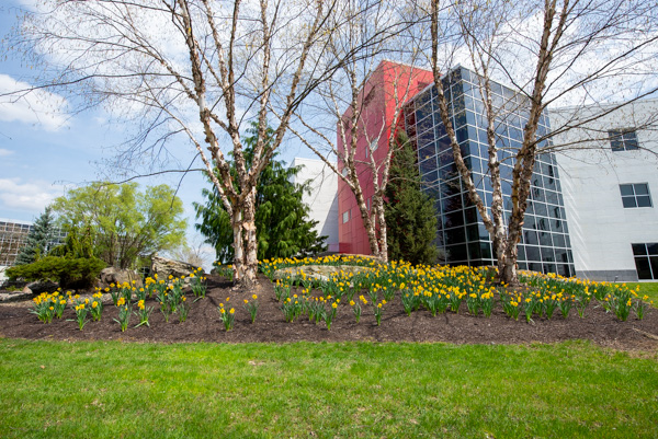 A playful patch of daffodils decorates the northwest side of the Madigan Library. (And, in no time, those trees will be decked out, too!) 