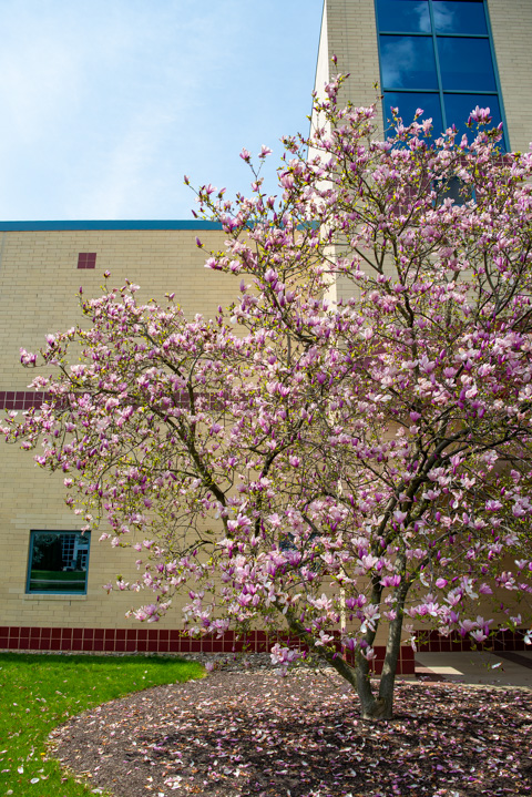 Artistically enhancing the front of the Bush Campus Center is this magnificent magnolia. 