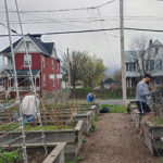 The Penn College contingent tends vegetable plots at the community garden.