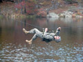 A Bison Battalion cadet shows his mettle during weekend challenge