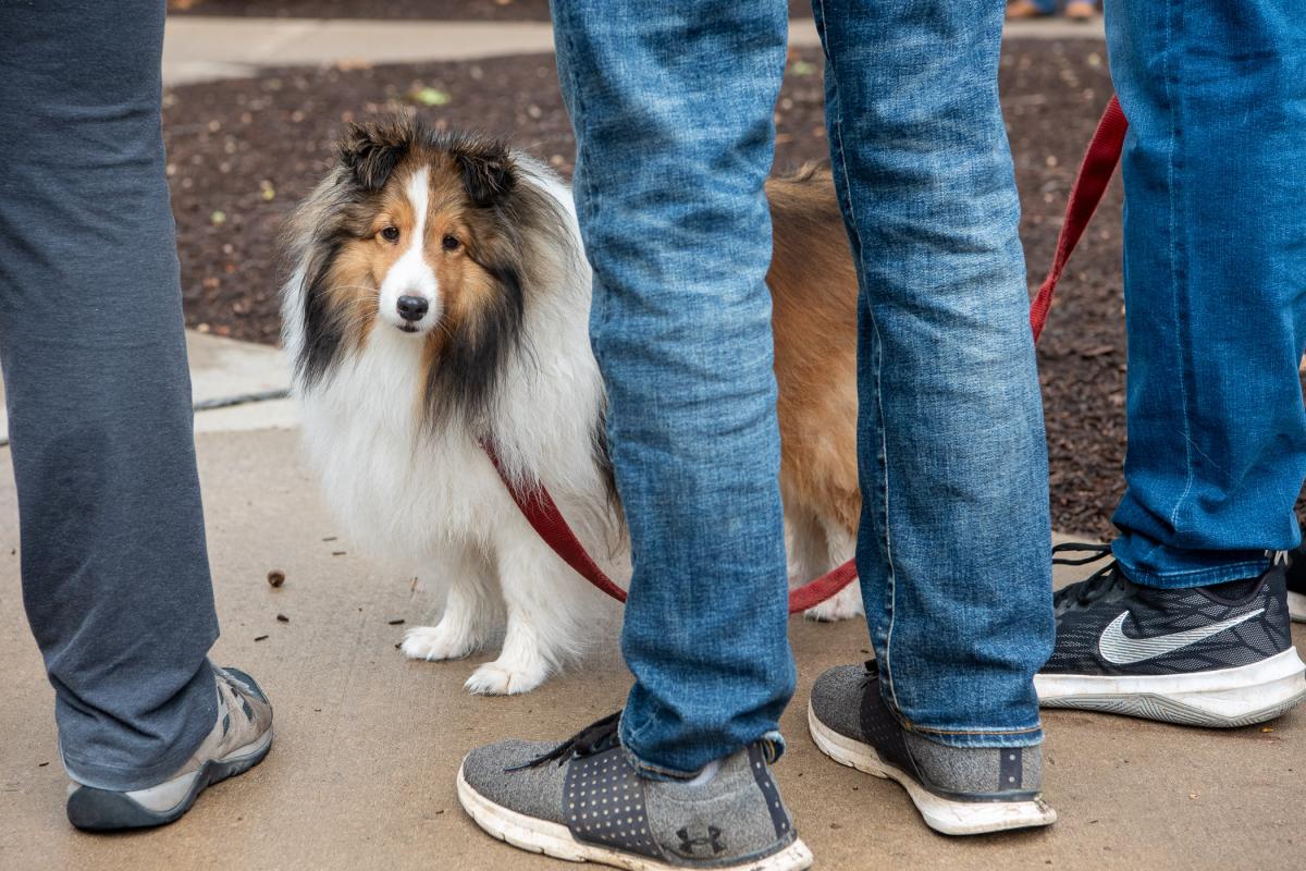 Not as excited about the proceedings as her people, Harper, a 3-year-old Sheltie, is distracted by a photographer. The pup hails from Fogelsville, and her student is Marshall J. Labuda, a business management freshman who already holds a degree in landscape/plant production technology.  