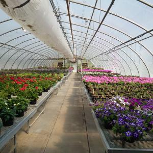 Spring colors brighten the greenhouse, site of the seasonal plant sale.