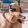 Lady and Daisy, a Labrador mix owned by Stacey J. Brown, secretary to the director of grants and contracts