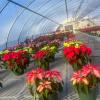 poinsettias in college greenhouse