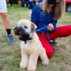 Walter, a soft-coated wheaten terrier (and acknowledged bundle of hugs) greets guests with owner Katie L. Mackey, assistant director of disability services.