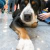 A helpful pup inspires test-bound students to put their best paw forward in navigating end-of-semester challenges.