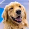 The event's warm intent is embodied in the welcoming temperament of Winnie, a golden retriever owned by Drew R. Potts, assistant professor of civil engineering technology.