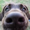 Curiosity isn't just for cats, ya know! (Meet Lucky, the phenomenally photogenic friend of Bradley M. Webb, assistant dean of industrial, computing and engineering technologies.)