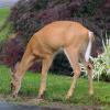 Pair of Fawns 'Spotted' in Shadow of Earth Science Campus