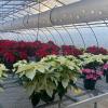 Popular poinsettia sale returns to ESC greenhouse
