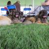 College Provides Blue-Ribbon Backdrop in Debut as Dog Show Host