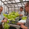 Landscape/horticulture technology students Jeremy L. Thorne, center, of Sugarloaf, and Jonathan T. Hall, right, of Tamaqua, join Dennis P. Skinner, assistant professor of horticulture, in collecting the first lettuce harvest from Penn College’s Campus Community Garden.