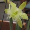 Orchid Collection on Display at ESC Greenhouse