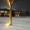 Yellow ribbons, tied to campus trees in advance of Tuesday's storm, offer a beacon of hope.